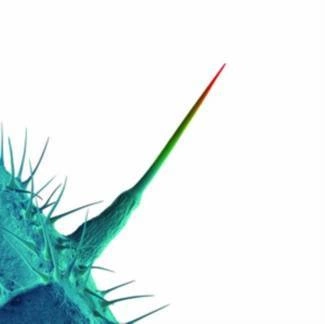 GABRIEL, PETER And I'll Scratch Yours CD