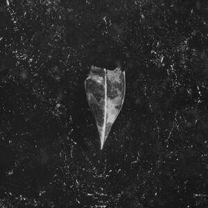 BEES MADE HONEY IN THE VEIN TREE Aion CD DIGIPAK