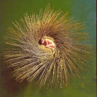 GABRIEL, PETER Ovo CD