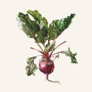 CZESŁAW ŚPIEWA Czesław Śpiewa & Arte dei Suonatori CD DIGIPAK