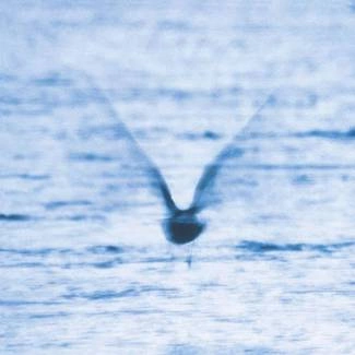 RYO FUKUI Mellow Dream LP BLUE & WHITE MARBLED
