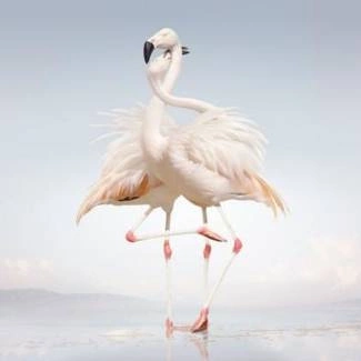 RUSTIE Green Language CD